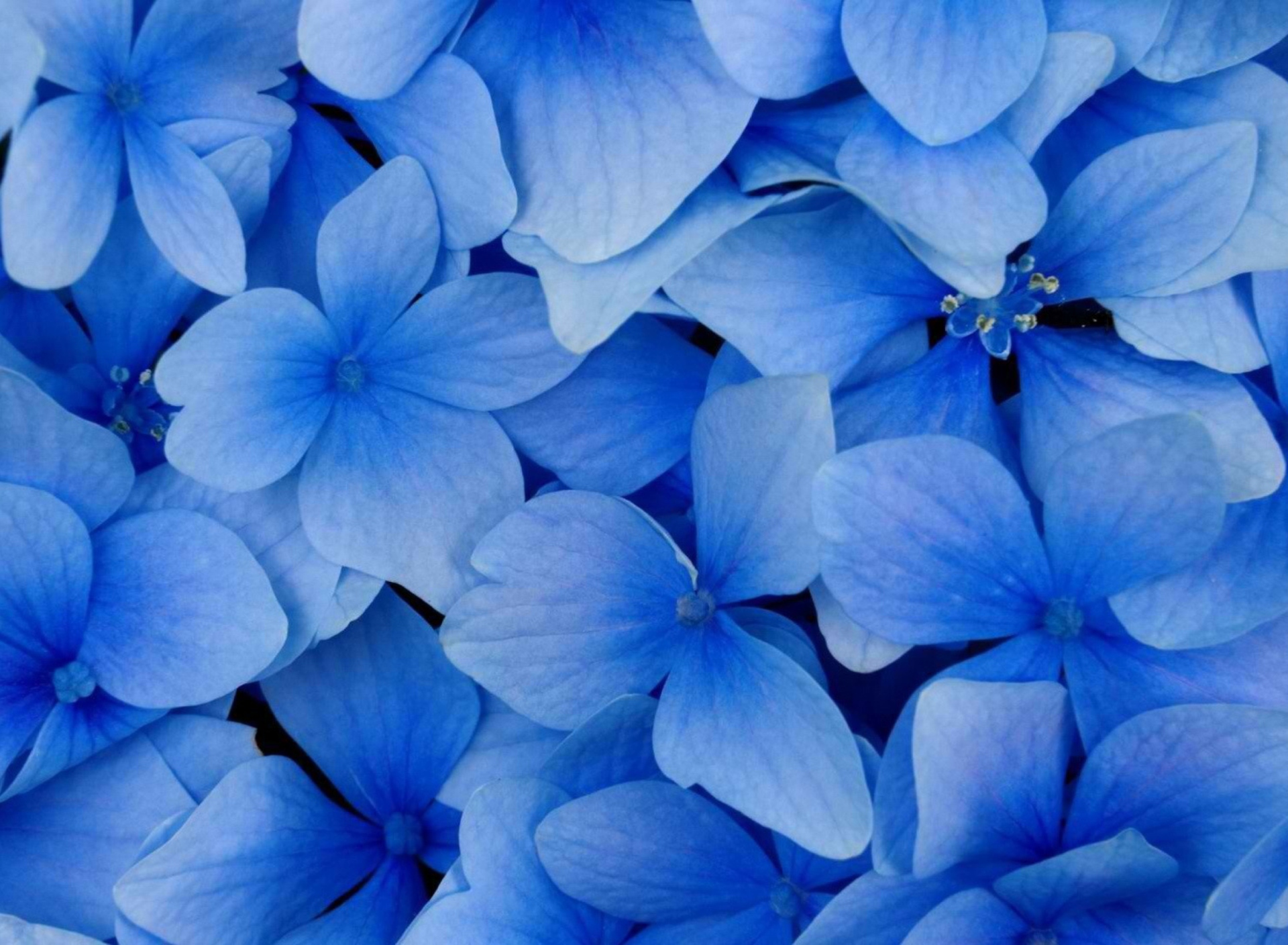 Das Blue Flowers Wallpaper 1920x1408