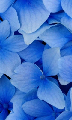 Das Blue Flowers Wallpaper 240x400
