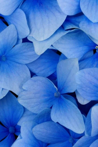Screenshot №1 pro téma Blue Flowers 320x480