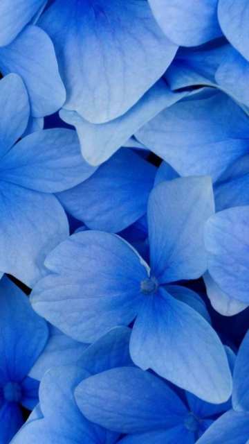Blue Flowers wallpaper 360x640