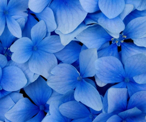 Fondo de pantalla Blue Flowers 480x400