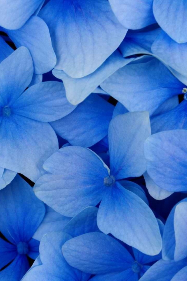 Fondo de pantalla Blue Flowers 640x960