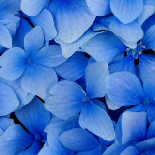 Kostenloses Blue Flowers Wallpaper für 1024x1024