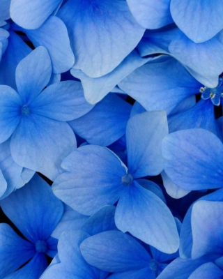 Kostenloses Blue Flowers Wallpaper für iPhone 6