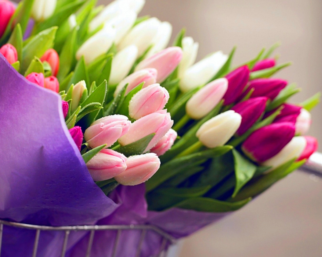 Tulips for You wallpaper 1280x1024