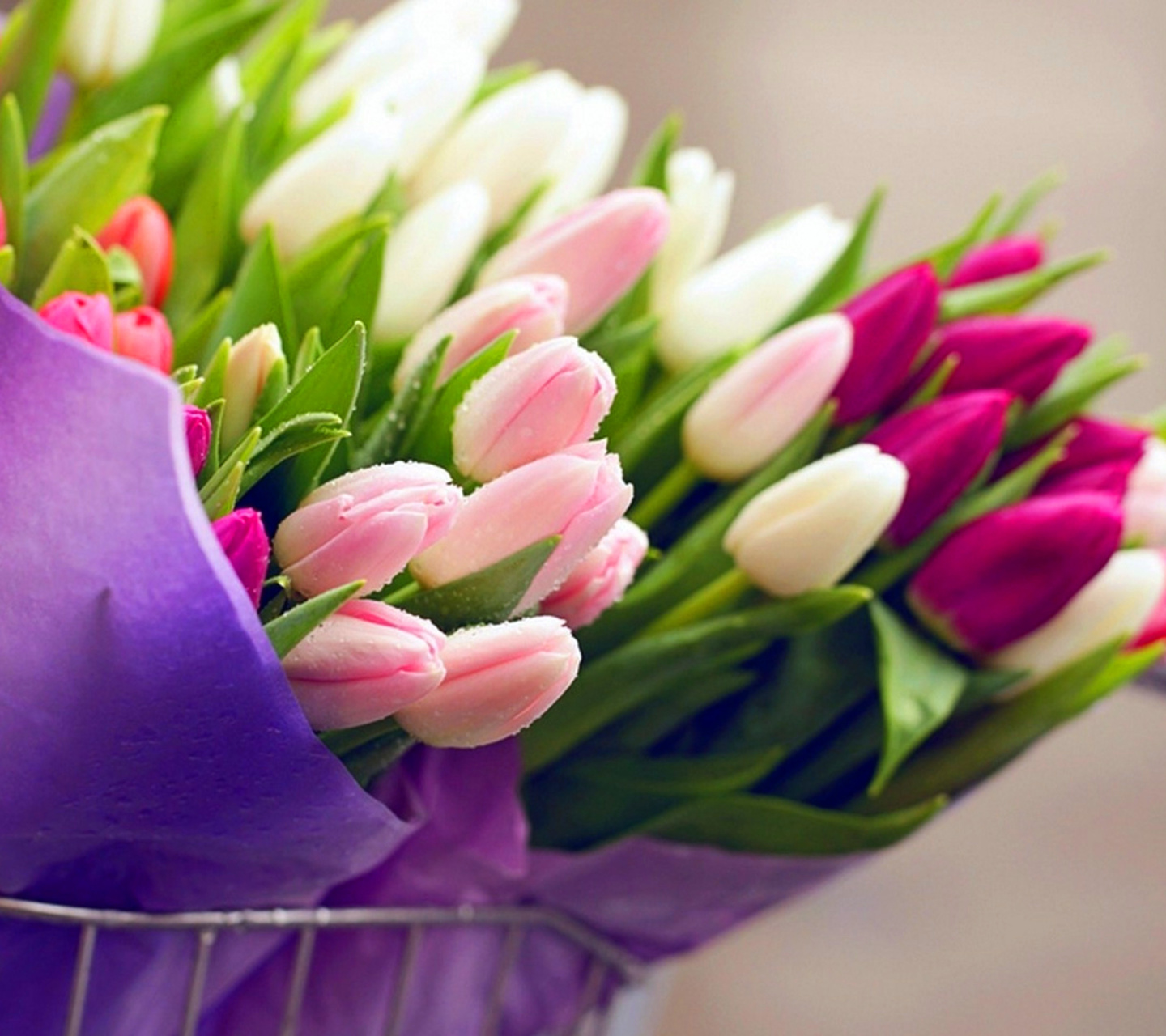 Tulips for You wallpaper 1440x1280