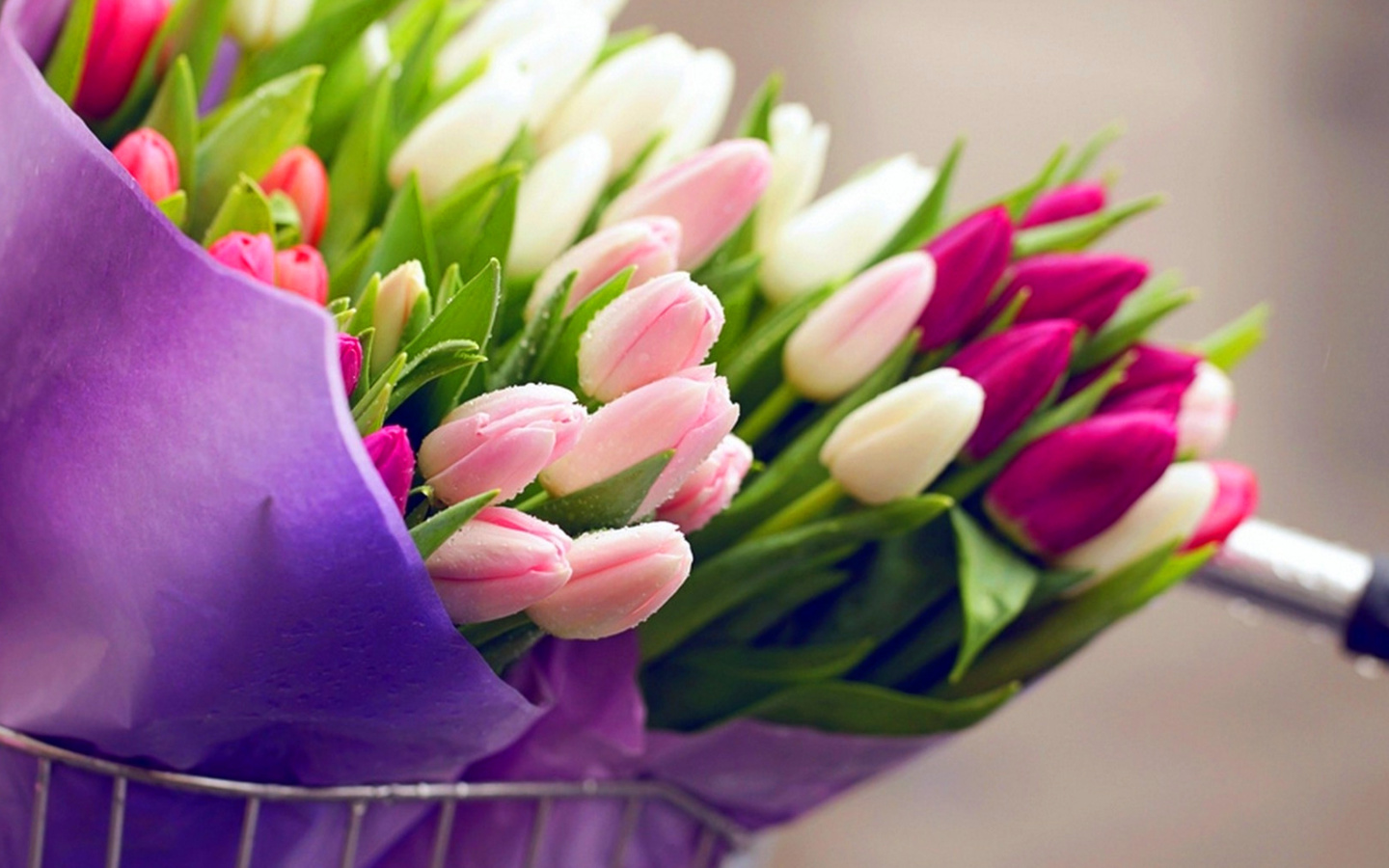 Tulips for You wallpaper 1440x900