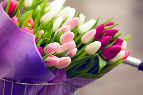 Tulips for You wallpaper 480x320