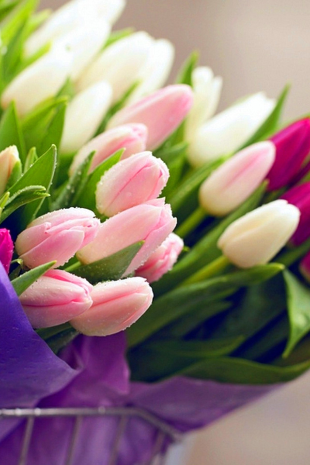 Tulips for You wallpaper 640x960