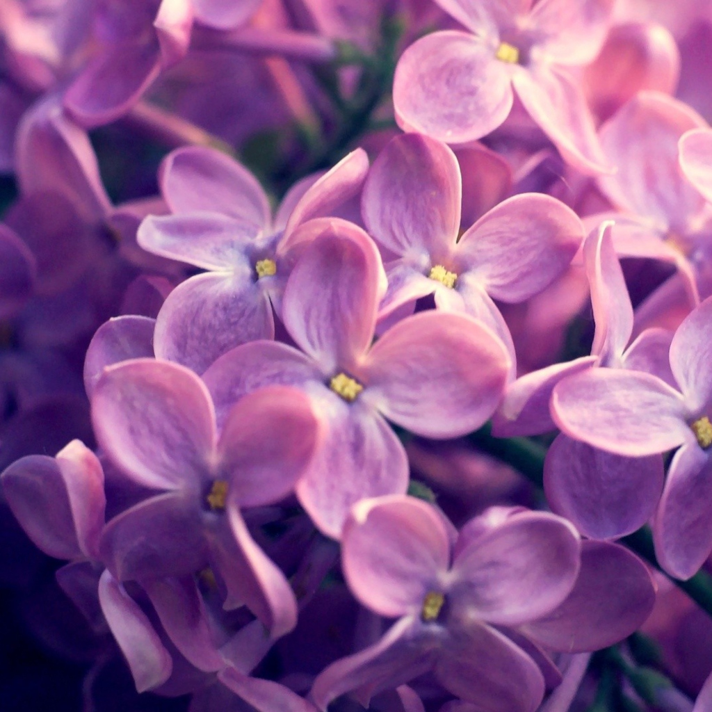 Fondo de pantalla Lilac Flowers 1024x1024