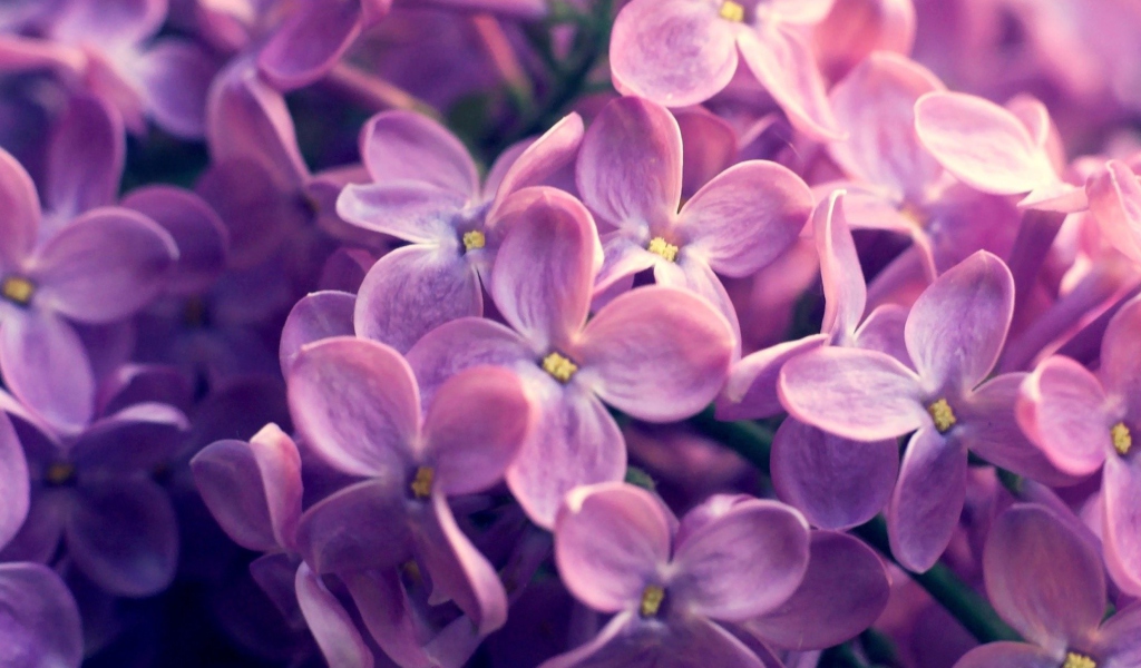 Screenshot №1 pro téma Lilac Flowers 1024x600