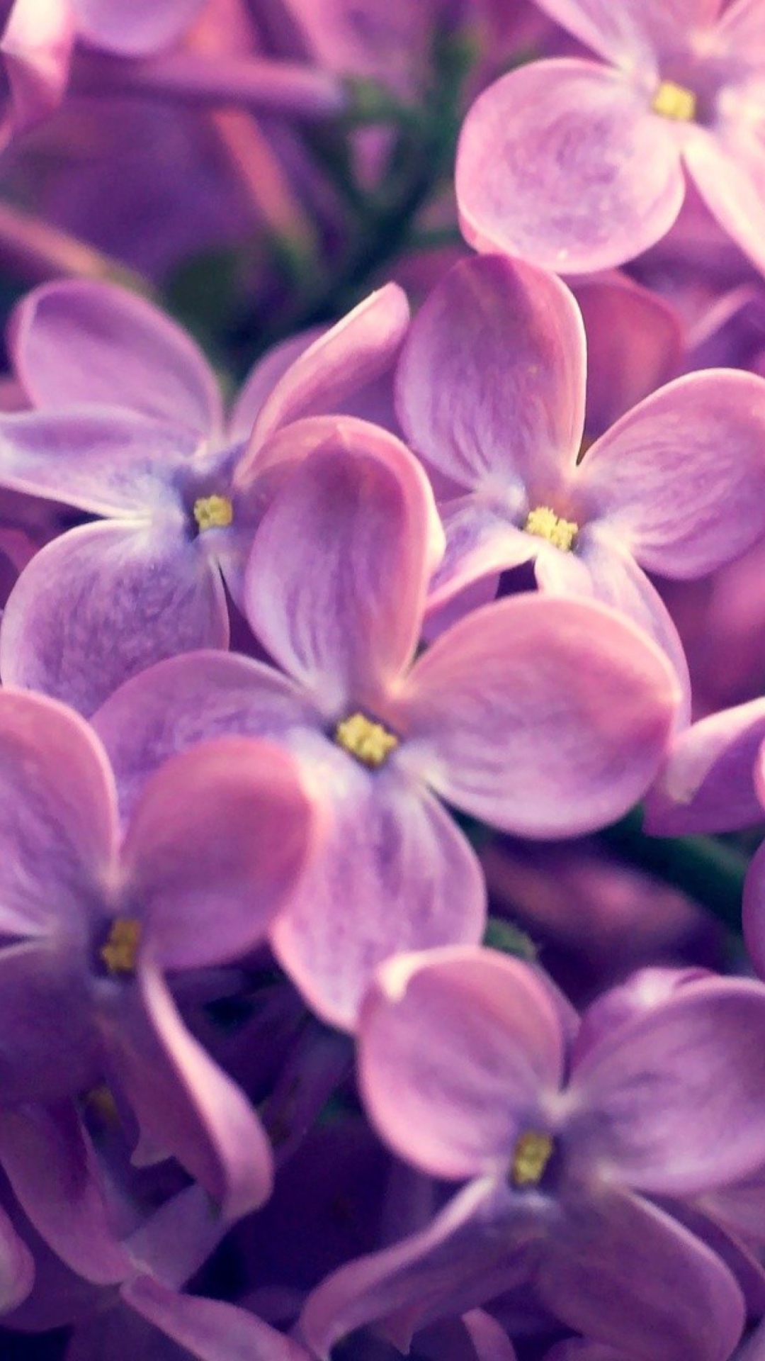 Обои Lilac Flowers 1080x1920