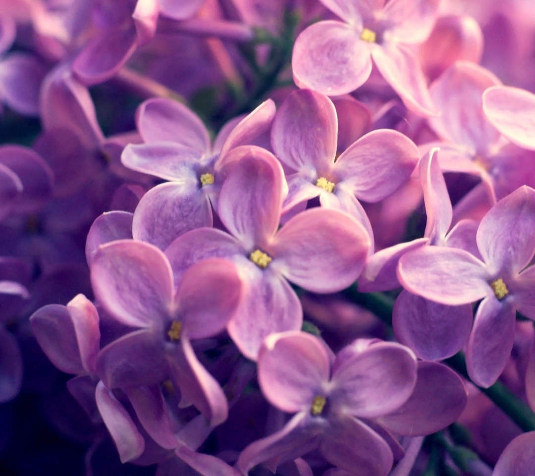 Lilac Flowers wallpaper 1080x960