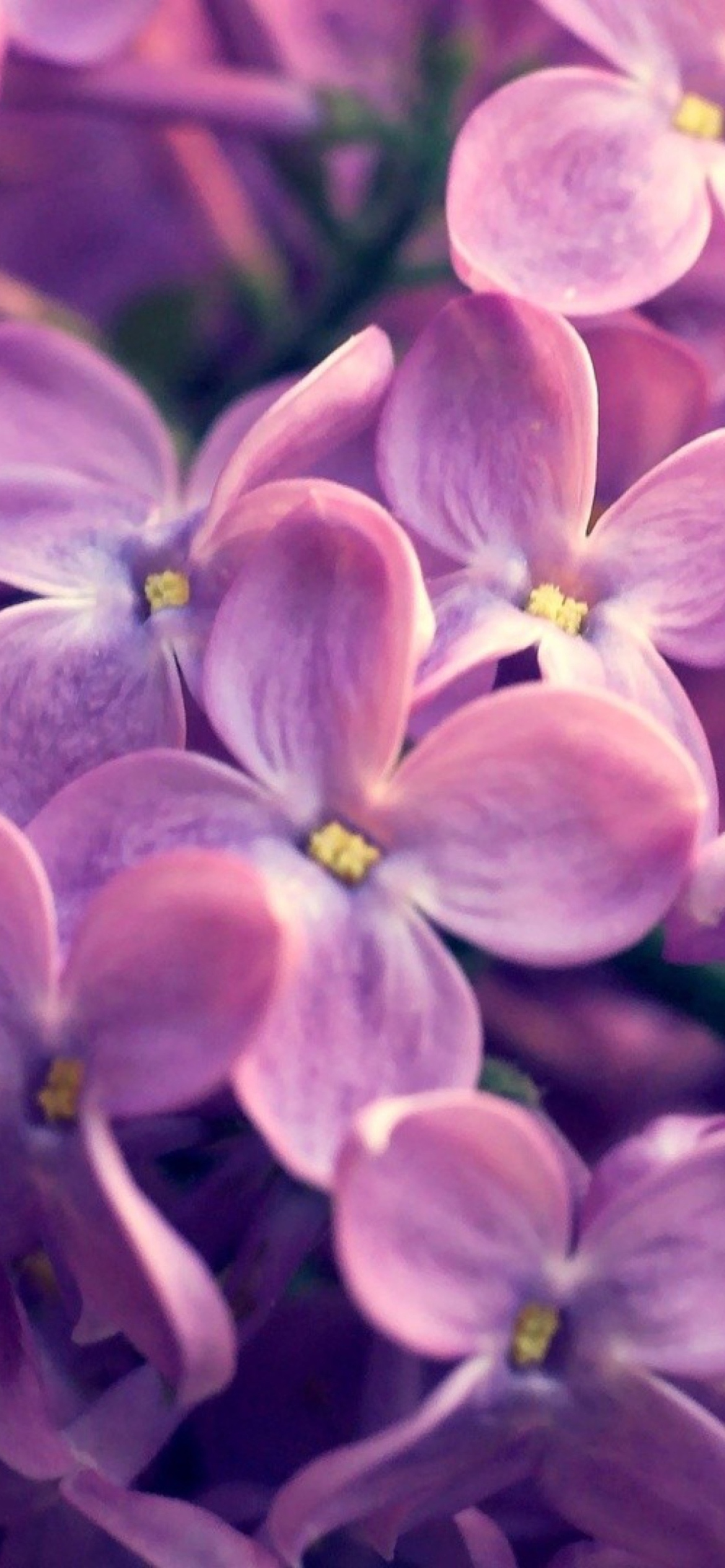 Screenshot №1 pro téma Lilac Flowers 1170x2532