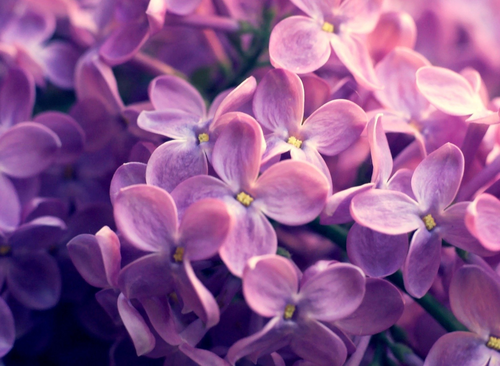 Обои Lilac Flowers 1920x1408