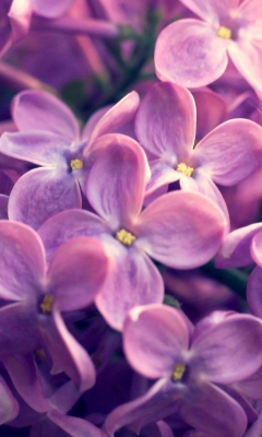 Screenshot №1 pro téma Lilac Flowers 240x400