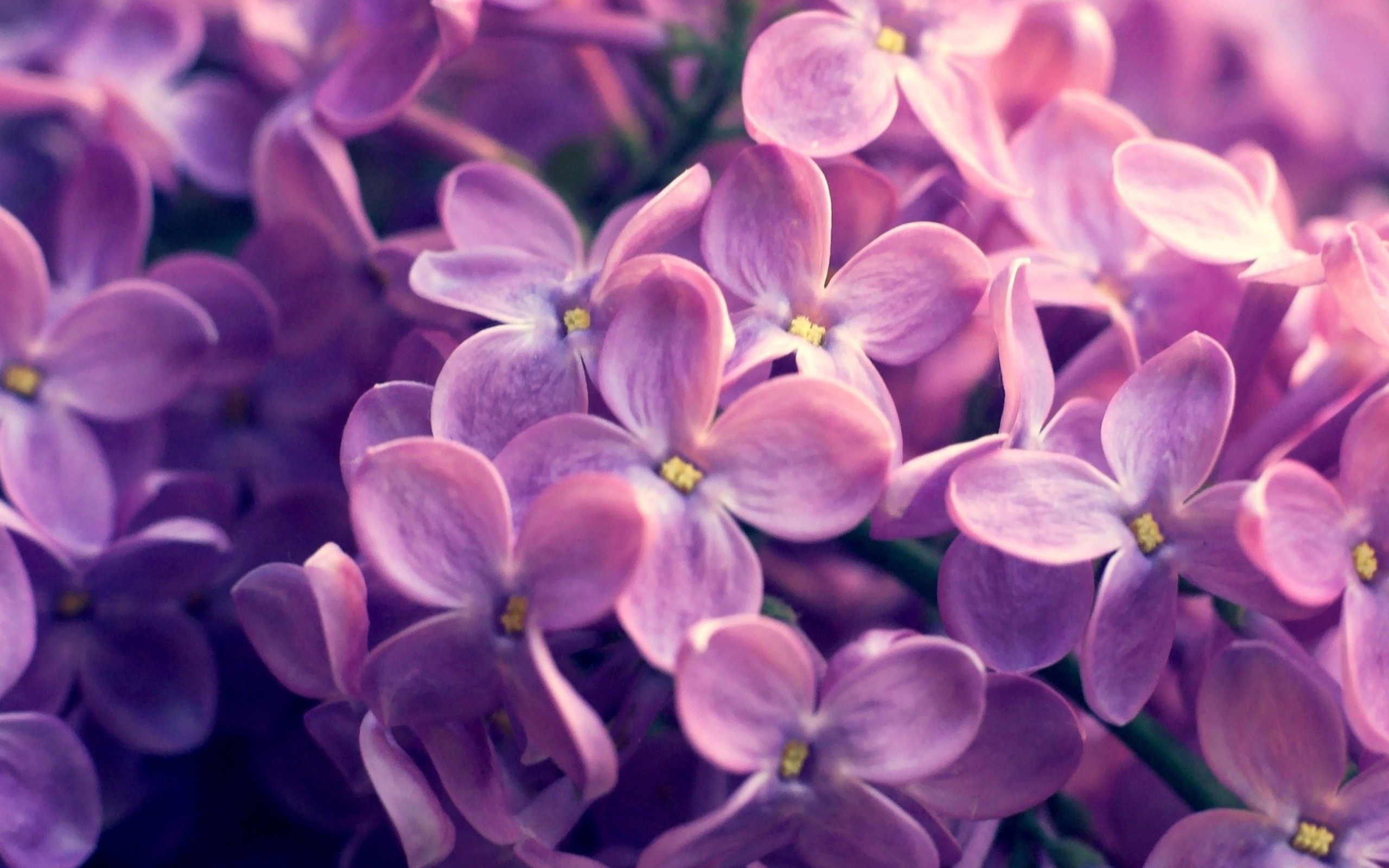 Lilac Flowers wallpaper 2560x1600