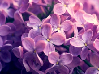 Das Lilac Flowers Wallpaper 320x240