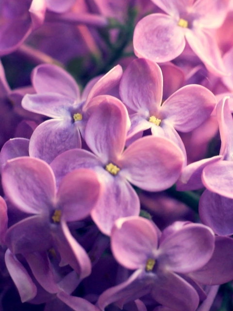 Обои Lilac Flowers 480x640