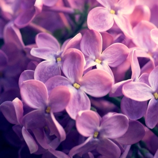 Kostenloses Lilac Flowers Wallpaper für iPad mini