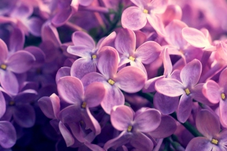 Lilac Flowers Wallpaper for Samsung Galaxy Ace 3