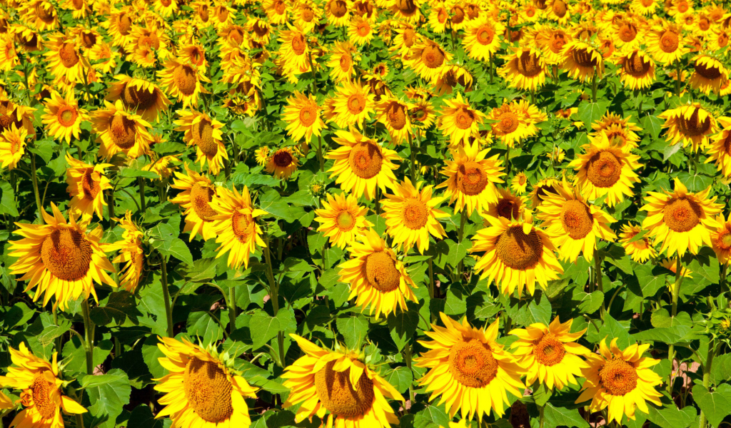 Обои Golden Sunflower Field 1024x600