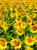 Обои Golden Sunflower Field 132x176