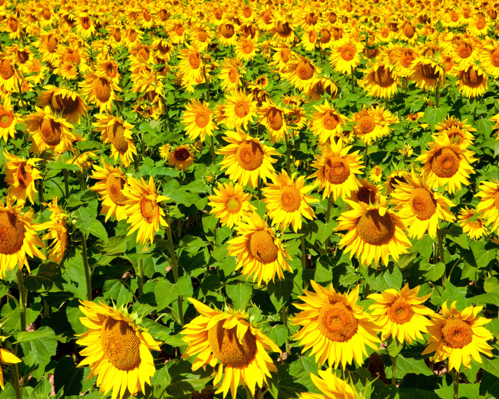 Обои Golden Sunflower Field 1600x1280