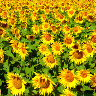 Golden Sunflower Field sfondi gratuiti per 1024x1024