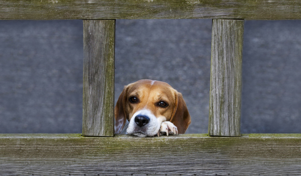 Fondo de pantalla Dog Behind Wooden Fence 1024x600