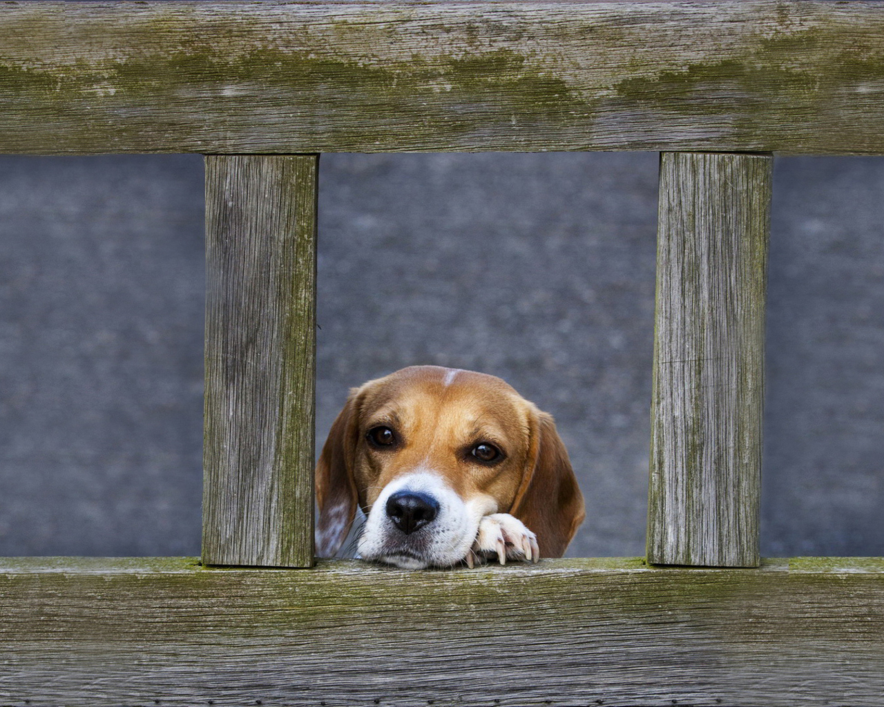 Dog Behind Wooden Fence wallpaper 1280x1024