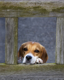 Das Dog Behind Wooden Fence Wallpaper 128x160