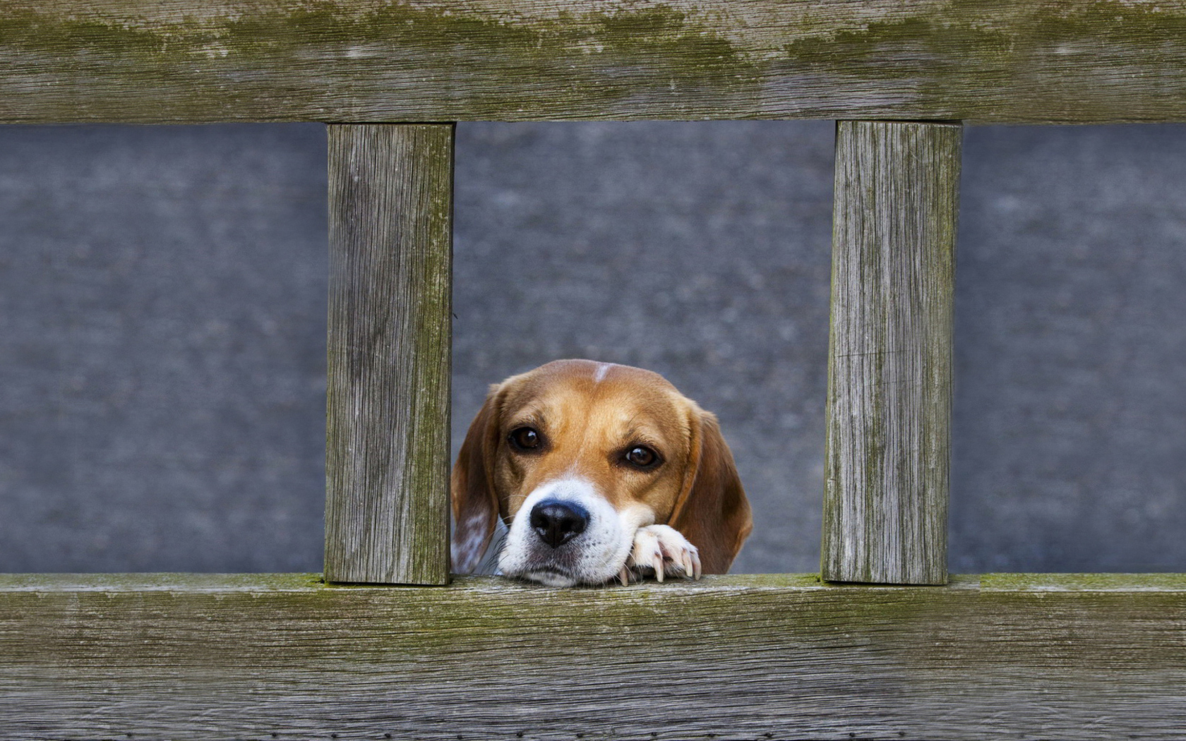 Fondo de pantalla Dog Behind Wooden Fence 1680x1050