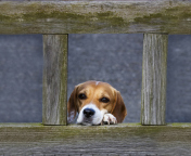 Das Dog Behind Wooden Fence Wallpaper 176x144