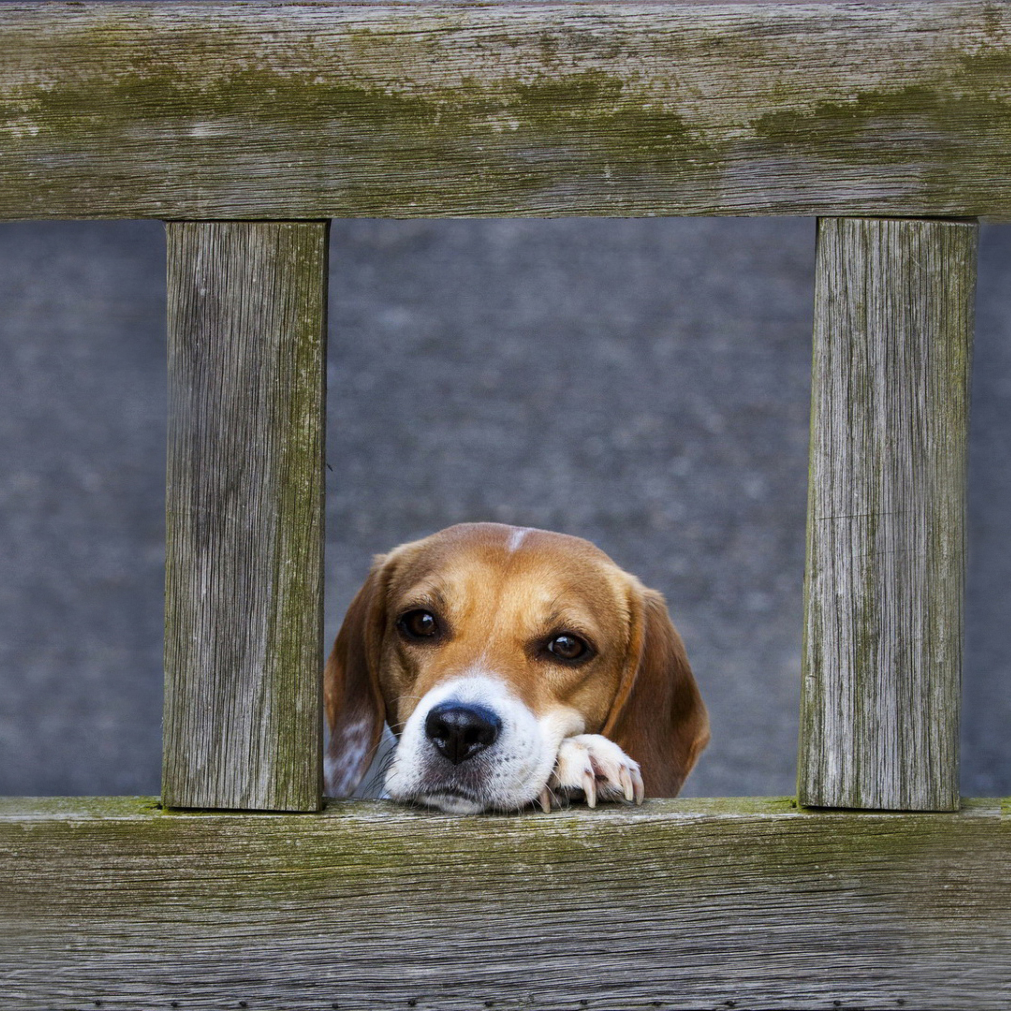 Screenshot №1 pro téma Dog Behind Wooden Fence 2048x2048