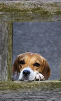 Dog Behind Wooden Fence wallpaper 240x400