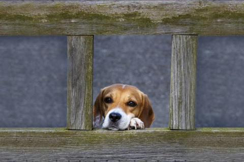 Sfondi Dog Behind Wooden Fence 480x320