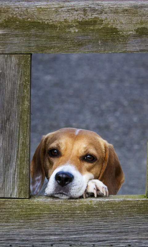 Dog Behind Wooden Fence wallpaper 480x800