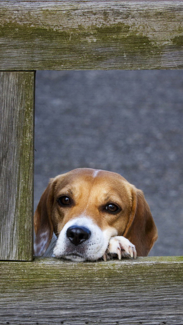 Sfondi Dog Behind Wooden Fence 640x1136