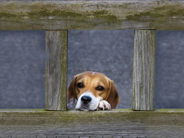 Dog Behind Wooden Fence wallpaper 640x480