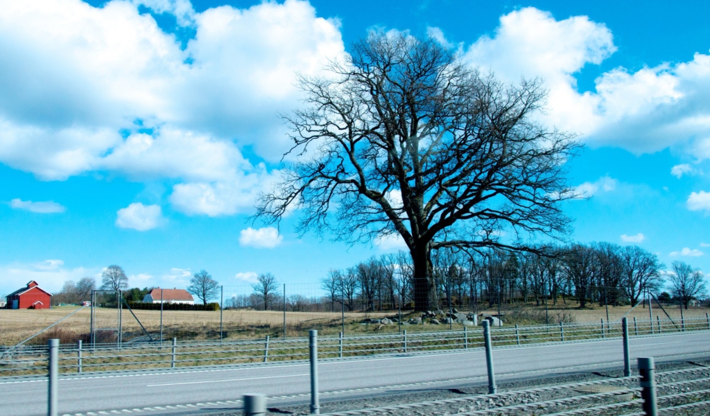 Das Tree And Road Wallpaper 1024x600
