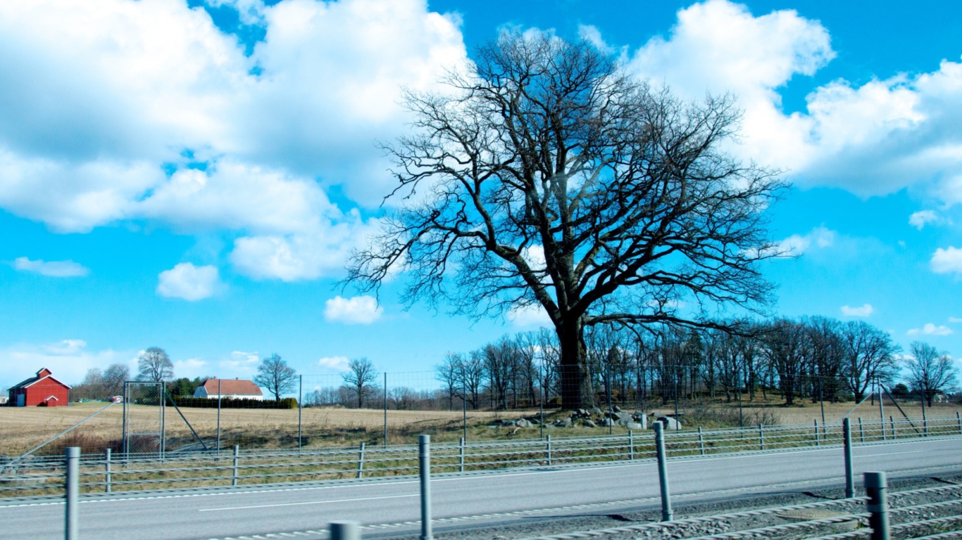 Das Tree And Road Wallpaper 1366x768
