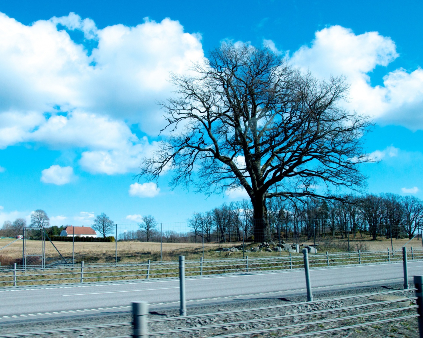 Tree And Road wallpaper 1600x1280