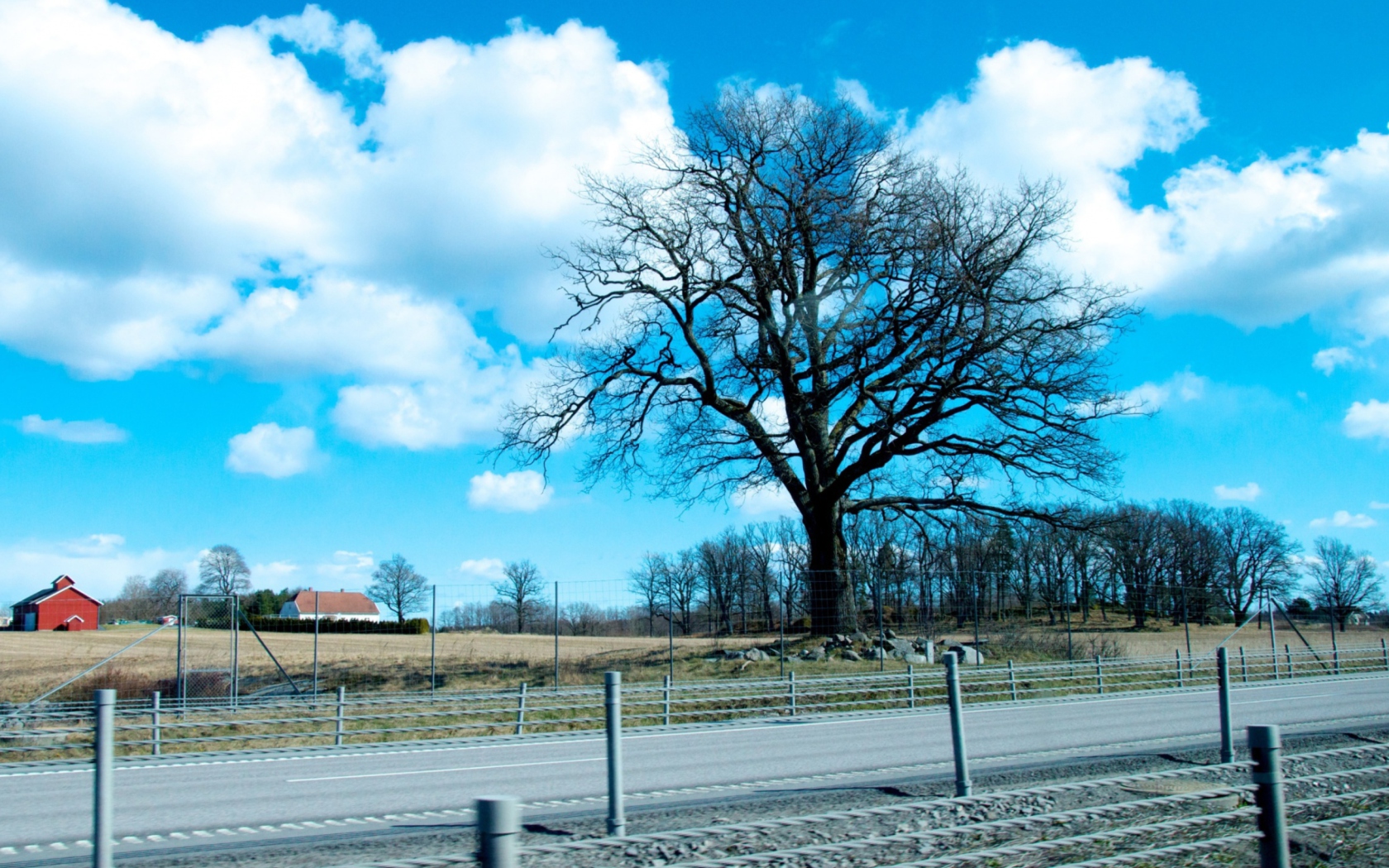 Das Tree And Road Wallpaper 1680x1050