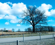 Tree And Road screenshot #1 176x144