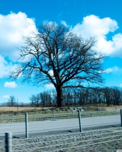 Tree And Road screenshot #1 176x220