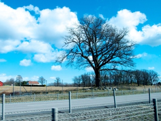 Das Tree And Road Wallpaper 320x240