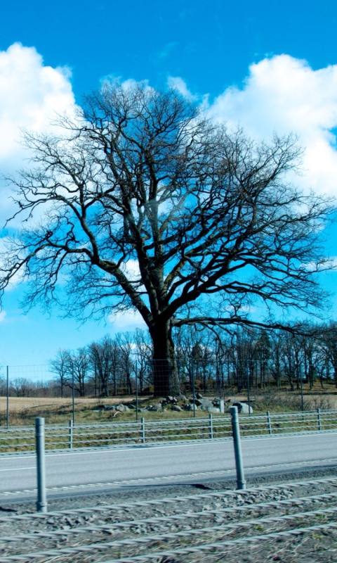 Обои Tree And Road 480x800