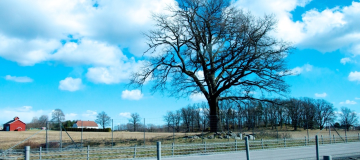 Das Tree And Road Wallpaper 720x320