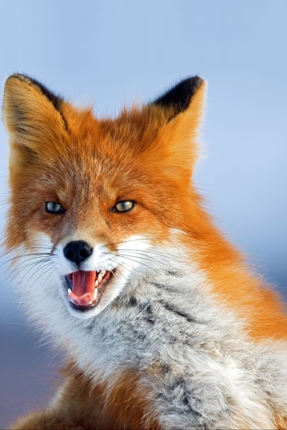 Fox wallpaper 320x480